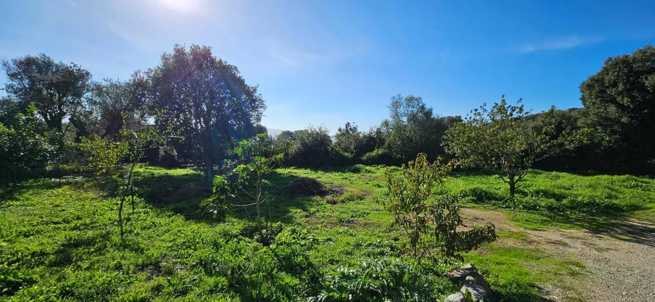 T3 Paisible Quartier Vigna Maggiore, Olmeto Olmeto  Exteriör bild
